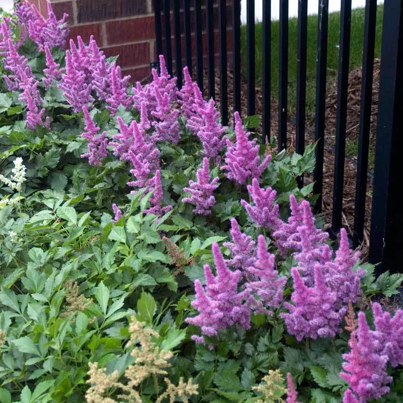 A row of Visions Astilbe planted along a fence. 