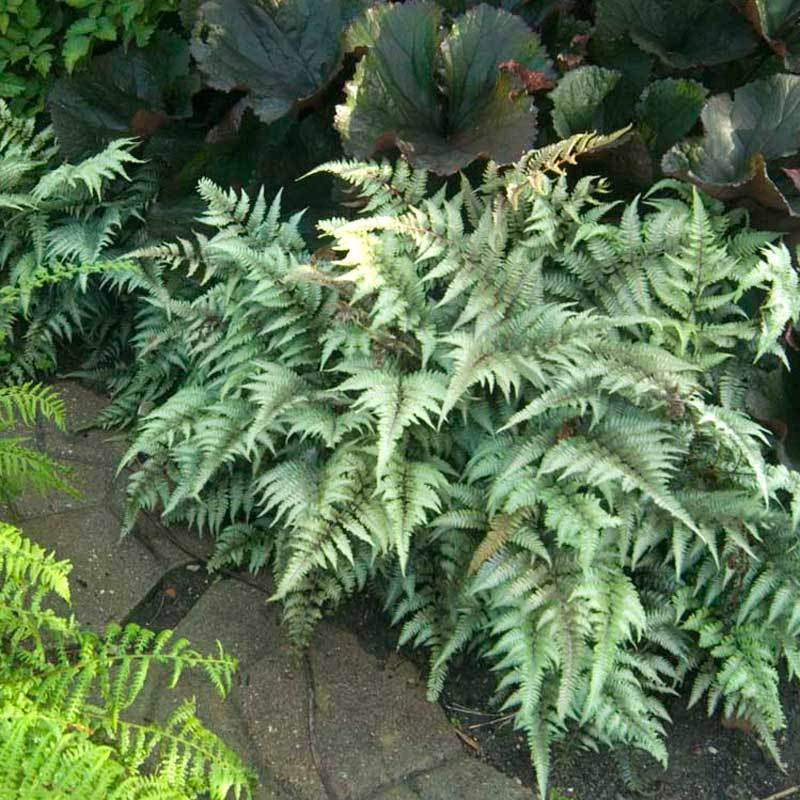 Fougère peinte du Japon dans un jardin. 
