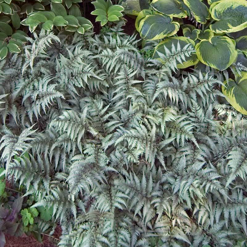 Fougère peinte du Japon et hostas dans un jardin. 