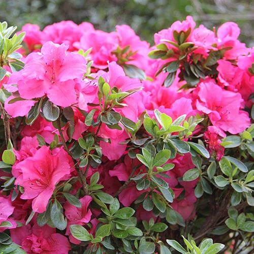Azalée remontante Bloom-A-Thon Hot Pink aux fleurs frisées d'un rose vif éclatant. 