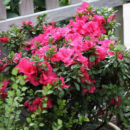 Azalée remontante rose vif Bloom-A-Thon en pot. 