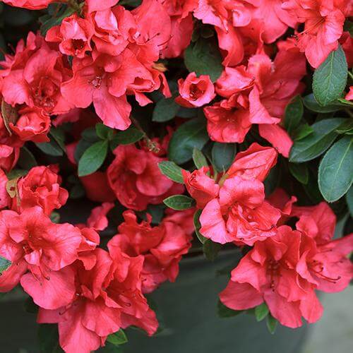 Bloom-A-Thon Red Reblooming Azalea with large red blooms in a container. 