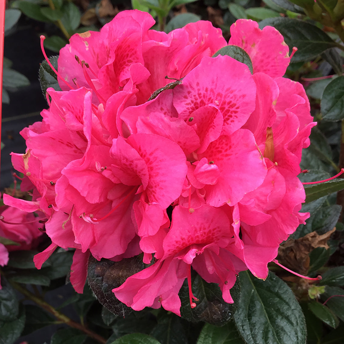 Perfecto Mundo Double Dark Pink azalea blooms in large clusters with red freckles in each floret.