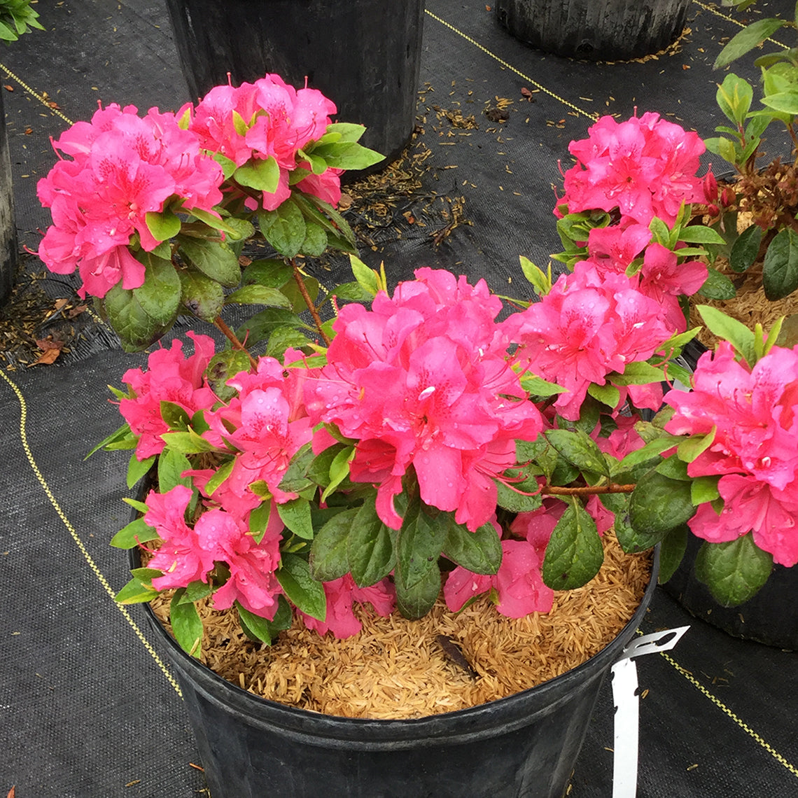 Perfecto Mundo Double Dark Pink azalea is covered in bright pink flowers. 