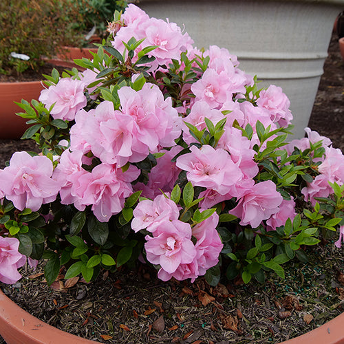 Perfecto Mundo Double Pink Reblooming Azalea is an innovative reblooming azalea