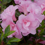 Azalea Perfecto Mundo Double Pink has showy double pink flowers