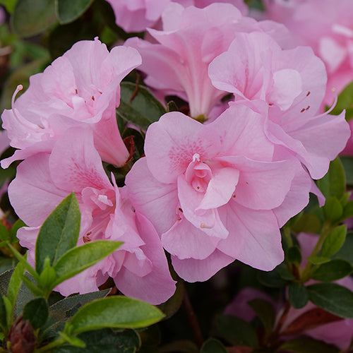 Azalea Perfecto Mundo Double Pink has showy double pink flowers