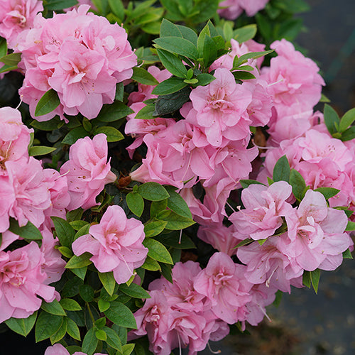 Perfecto Mundo Double Pink Reblooming Azalea blooms for over 5 months