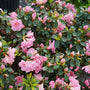 Azalea Perfecto Mundo Double Pink is a versatile and colorful flowering shrub 