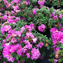 Perfecto Mundo Double Purple Reblooming Azalea may be the perfect reblooming azalea