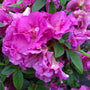 Azalea Perfecto Mundo Double Purple has big, full, double flowers