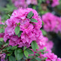 Perfecto Mundo Double Purple Reblooming Azalea thrives in sun or part shade