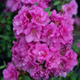 Azalea Perfecto Mundo Double Purple is resistant to insect damage
