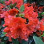 The trumpet shaped flowers of Perfecto Mundo Orange azalea  have prominent stamens and red freckles.