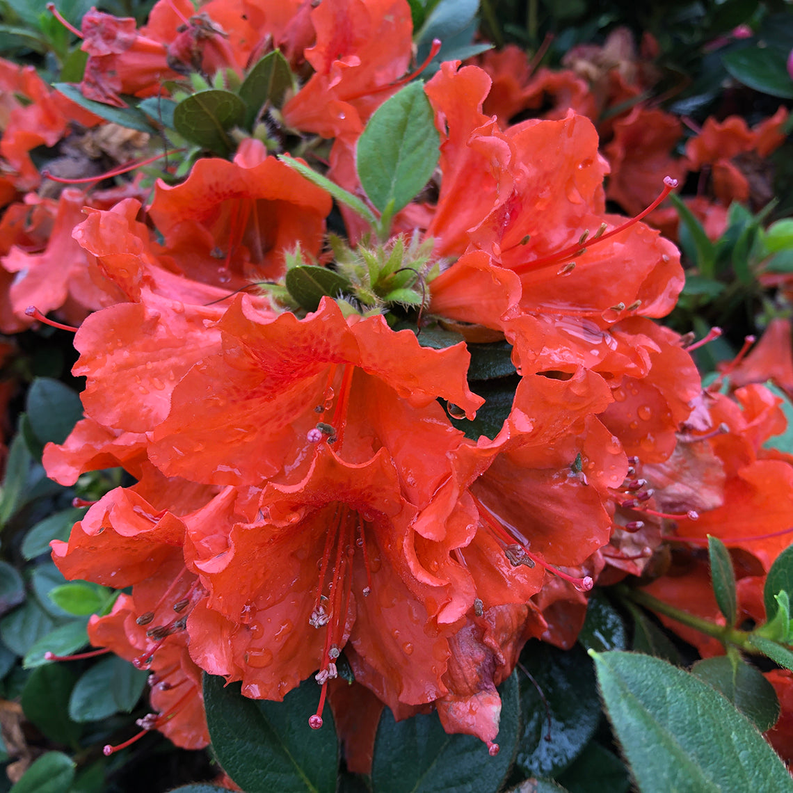 The trumpet shaped flowers of Perfecto Mundo Orange azalea  have prominent stamens and red freckles.