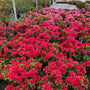 Perfecto Mundo Red azalea covered in red trumpet shaped blooms in a greenhouse.