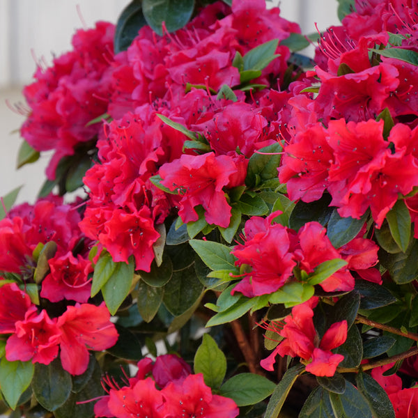 azalea-perfecto-mundo-red-