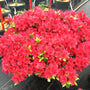 A specimen of Perfecto Mundo Red azalea in full bloom fills the frame.