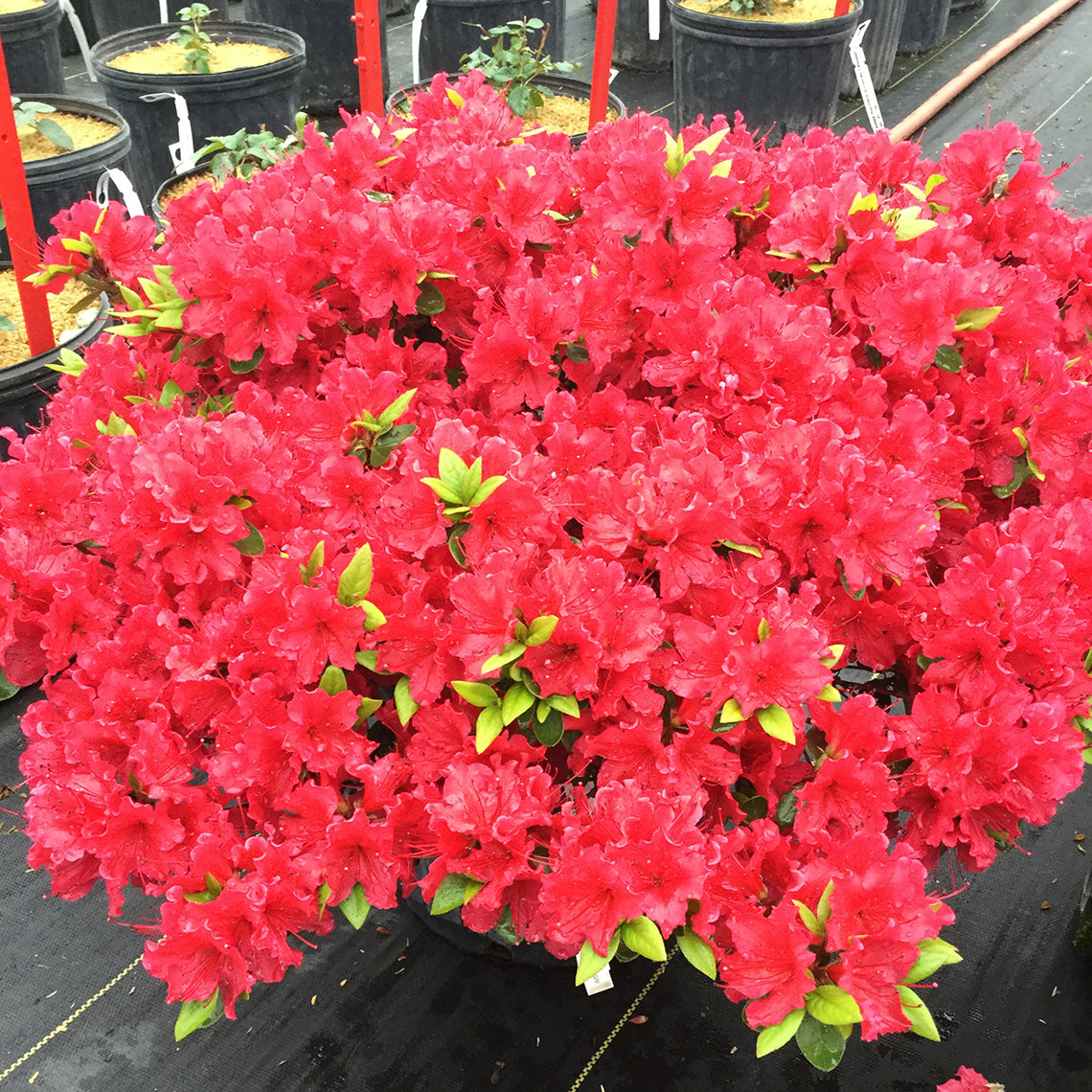 A specimen of Perfecto Mundo Red azalea in full bloom fills the frame.
