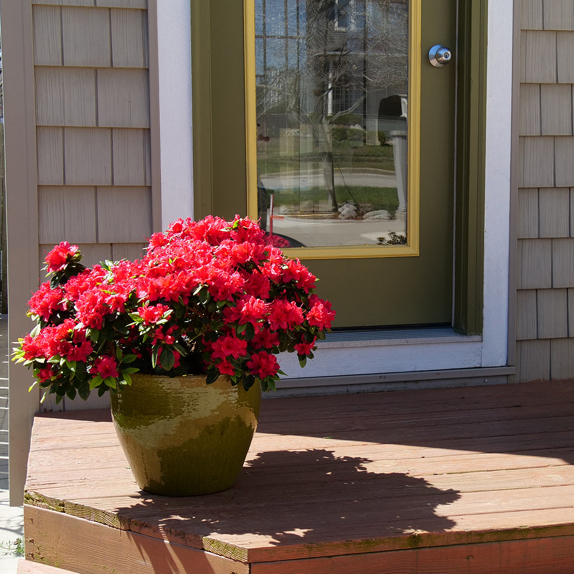 A handsome Perfecto Mundo Red azalea planted in a container on a front porch.