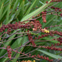 Lucifer Montbretia with delicate seed pods on arching stems. 