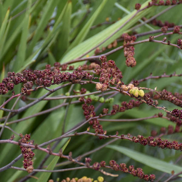 Lucifer Montbretia with delicate seed pods on arching stems. 