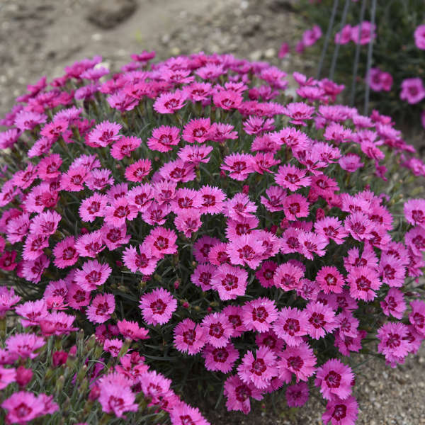 Paint the Town Fancy Dianthus with bright carnation-like flowers and blue-green foliage. 