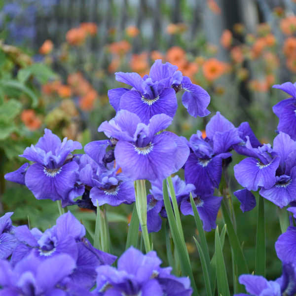Iris de Sibérie à fleurs violettes éclatantes, 'Freled Velvet', dans un jardin. 