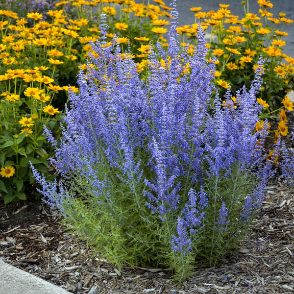 Denim 'n Lace Russian Sage with prolific blue blooms in a garden. 