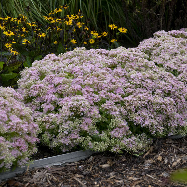Rock 'N Round™ 'Pure Joy' Stonecrop | Perennials – Great