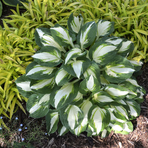 Vulcan Hosta in a garden with a chartreuse grass-like plant. 