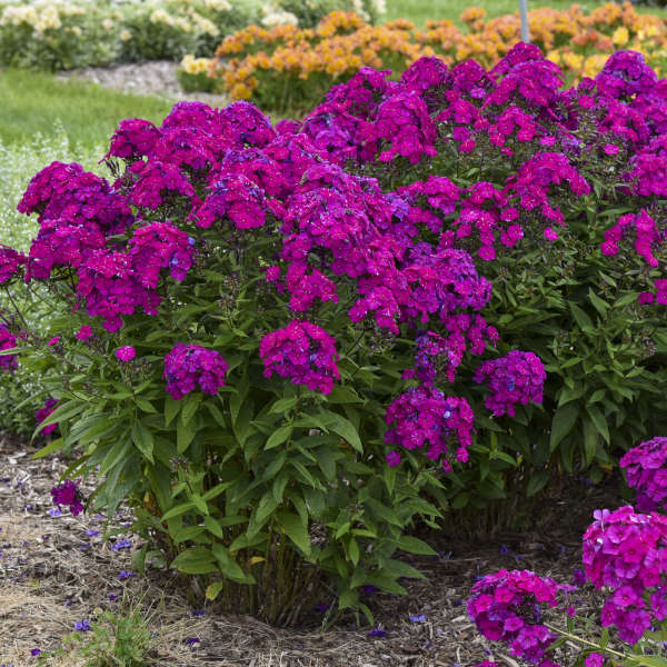 Luminary™ 'Ultraviolet' Tall Garden Phlox is mildew resistant.