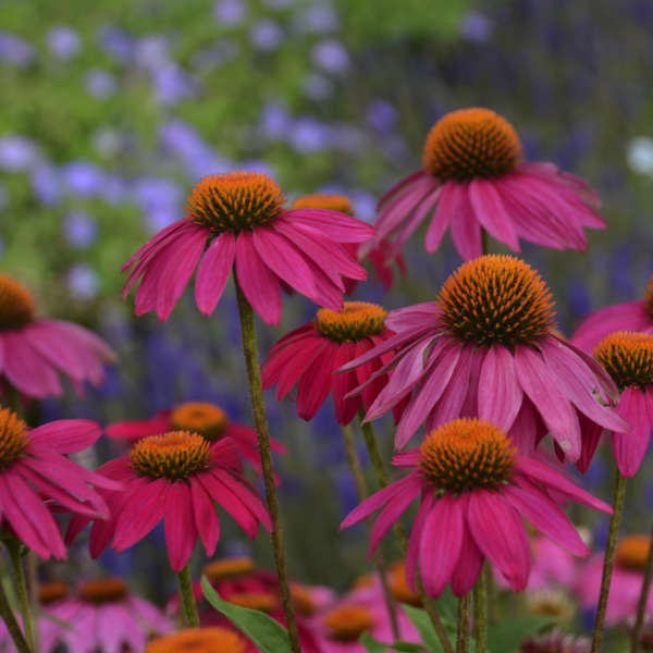 pow wow wild berry echinacea seeds PowWow Wild Berry Coneflower