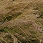 Korean Feather Reed Grass has feathery pink hued blooms