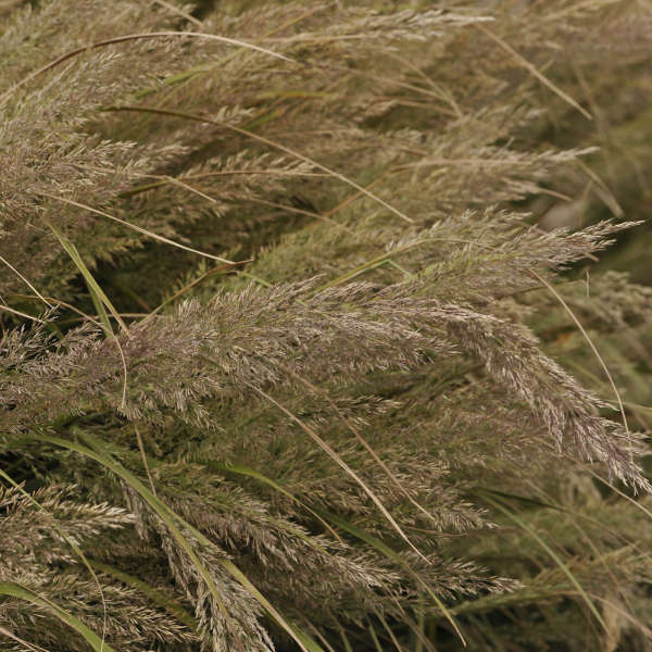 Korean Feather Reed Grass has feathery pink hued blooms