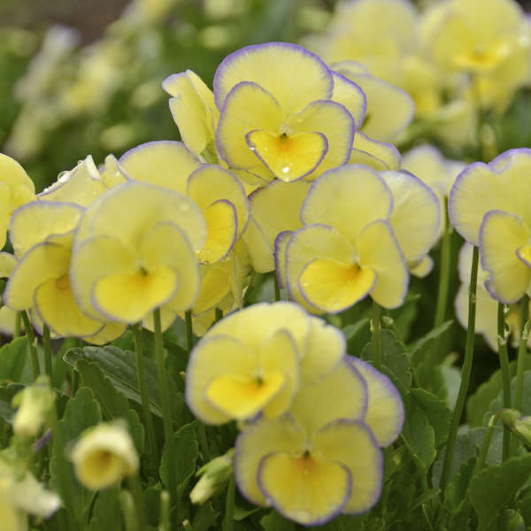 Close-up of Etain Perennial Violet blooms with lavender margins that decorate the edges of soft yellow flowers. 