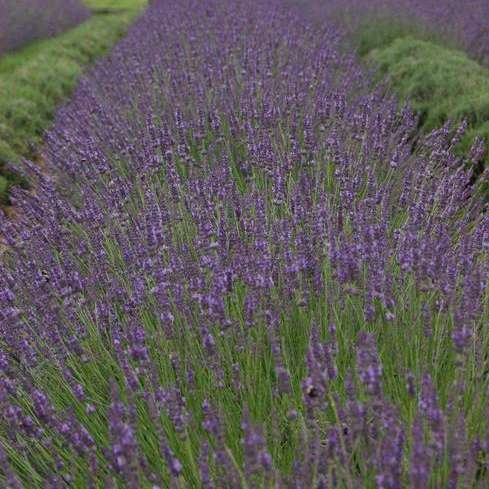 Phenomenal® Lavender has a compact habit