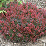 Sunjoy Mini Salsa Barberry has dark red foliage