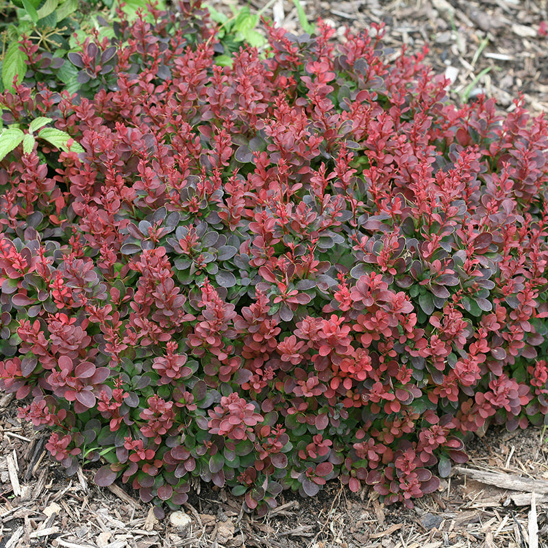 Sunjoy Mini Salsa Barberry has dark red foliage
