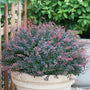 Sunjoy Mini Salsa Barberry is resistant to deer and drought