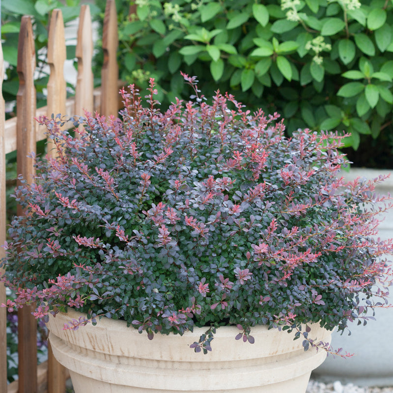 Sunjoy Mini Salsa Barberry is resistant to deer and drought