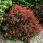 Sunjoy Mini Salsa Barberry is not fussy about soil