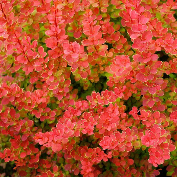 Dupuy Berberian 「Nectars」 Amazon.com : Hirt's Gardens SUNJOY Orange Pillar™ - Barberry