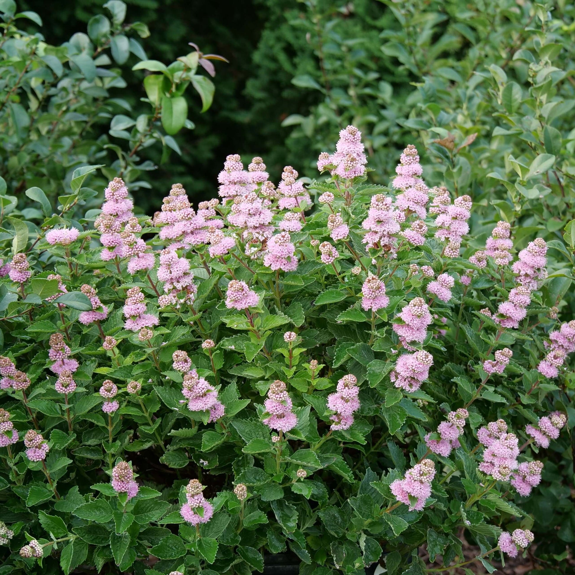 Beyond Pink'd Bluebeard with glossy spearmint green foliage and spires of pure pink flowers. 