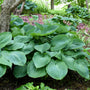 Hosta Big Daddy aux grandes feuilles texturées, plantée dans un aménagement paysager. 