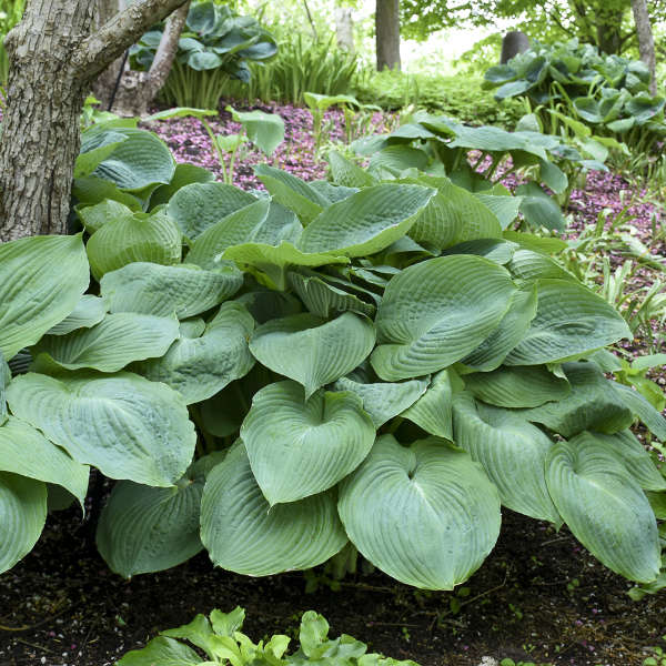 Hosta Big Daddy aux grandes feuilles texturées, plantée dans un aménagement paysager. 