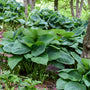 Hosta Big Daddy au feuillage bleu-vert robuste, plantée dans un aménagement paysager. 