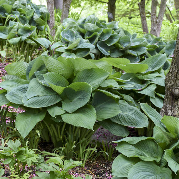 Hosta Big Daddy au feuillage bleu-vert robuste, plantée dans un aménagement paysager. 