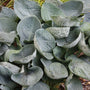 Hosta Big Daddy aux grandes feuilles en forme de coupe qui se froncent. 