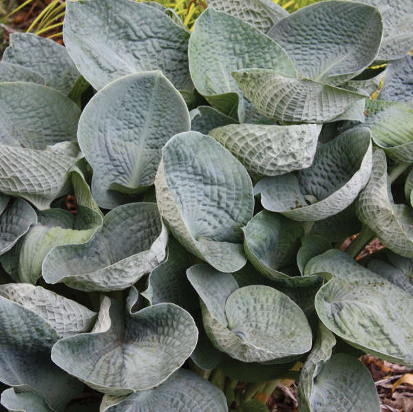 Hosta Big Daddy aux grandes feuilles en forme de coupe qui se froncent. 